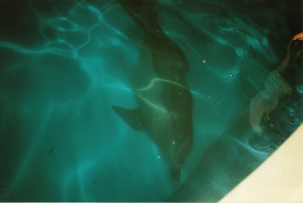 Sea World dolphin